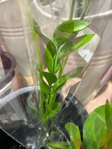スーパーに売っている花束でこちらを見つけました。 生け花に詳しい方、この植物の名前を教えて頂けますでしょうか。宜しくお願いします。