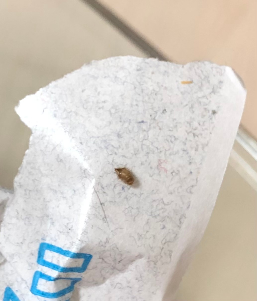 質問です。この虫はなんでしょうか…
