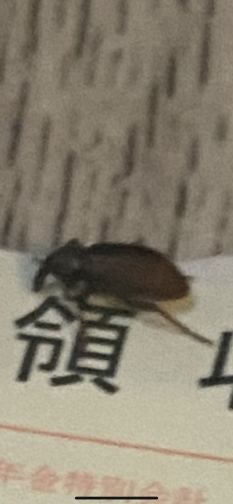 部屋に小さな虫が出ました、今のところこれ一匹だけです。 トコジラミではないと思うのですが不安なのでなんの虫から教えて欲しいです…