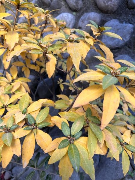 最近庭工事のため1週間前に移植した ツツジの葉が黄色くなってしまいました。 何か処置をしたら復活しますでしょうか？ 詳しい方いらっしゃいましたら お知恵を貸してください。 よろしくお願いいたします。