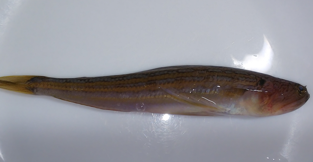 本日、福井県で釣れた魚の魚種がわかりません。分かる方、教えて下さい。ちなみに砂地で釣れました。