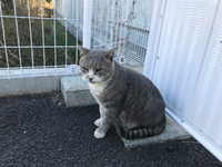 この猫ちゃんの種類はなんでしょうか。
野良猫で、オスです。お願いします。ロシアンっぽい色に口周りが白？です。もう去勢手術はしてあります。 