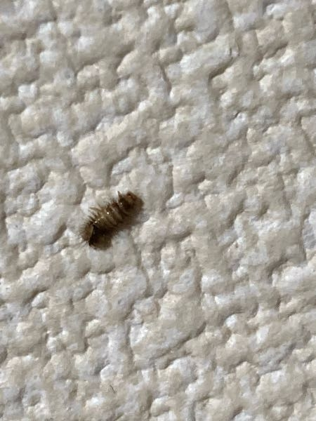 部屋の中にこのような虫がいました。名前と特徴を教えていただきたいです