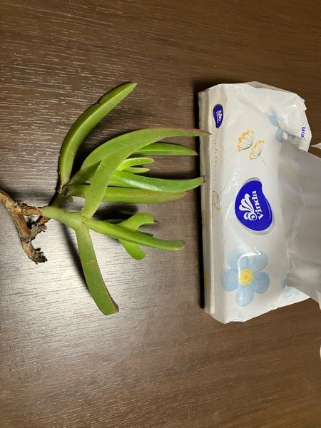 この植物の名前を教えてください。 多肉植物だと思うのですが... 大きいです。