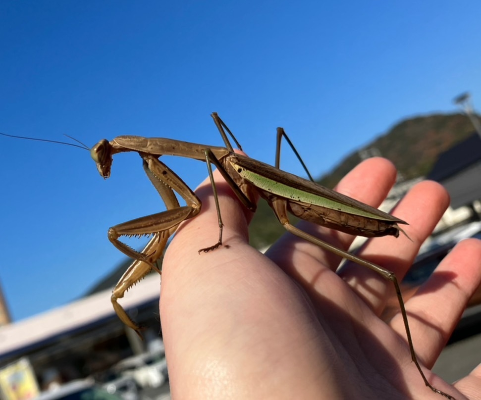 ウスバカマキリというカマキリを取りに行きたいんですがGoogleで調べたのですがのってないので特徴を教えてください！ またこれは何カマキリか教えてくださると嬉しいです！