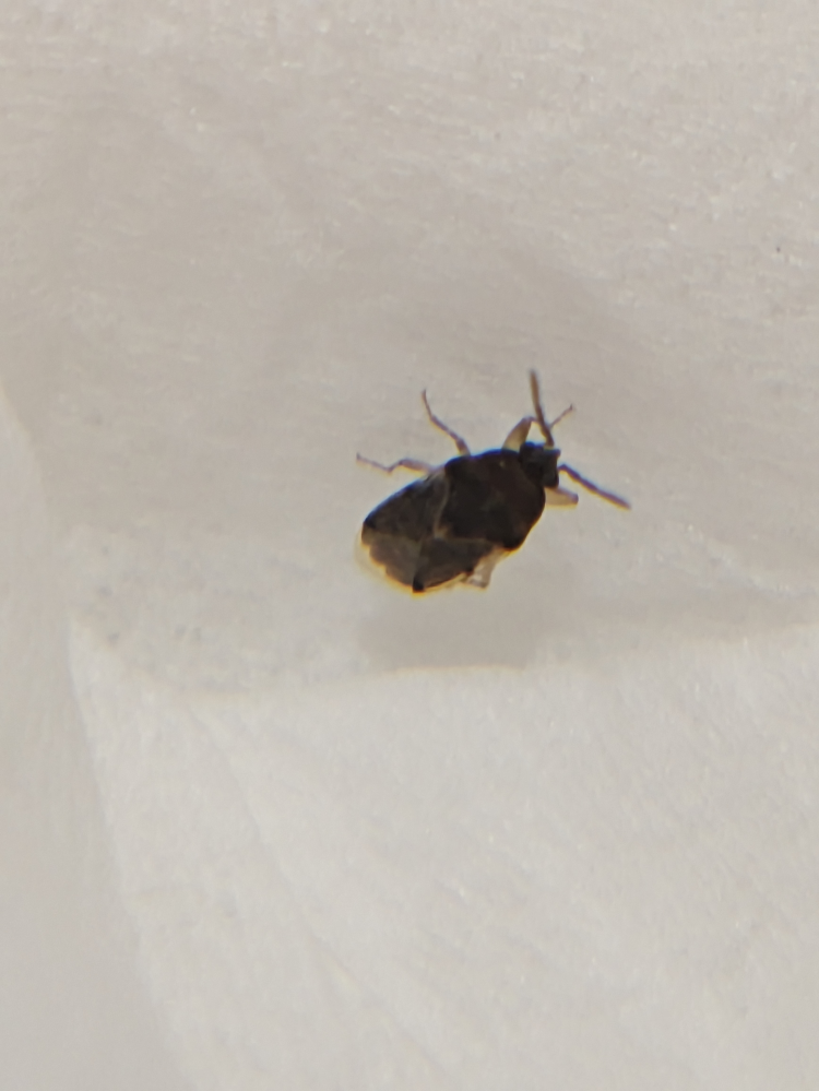 この虫はなんでしょうか?? 電気に集まって、薄い羽があります。