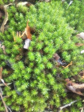 苔の名前を教えてください 岐阜県鳩吹山で 撮影20231211
