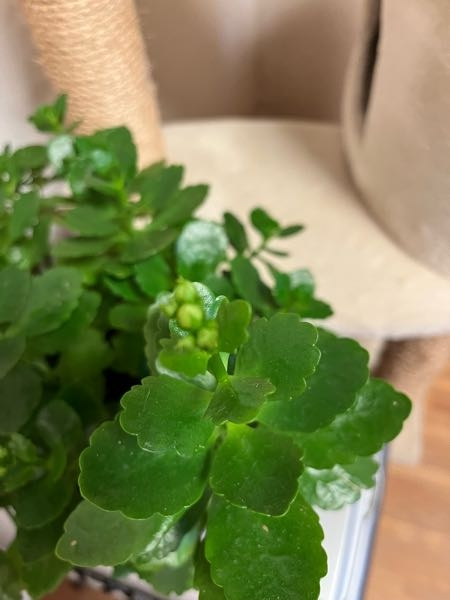 カランコエの蕾が1月以上開かないんですがこのまま開かずに枯れるんで