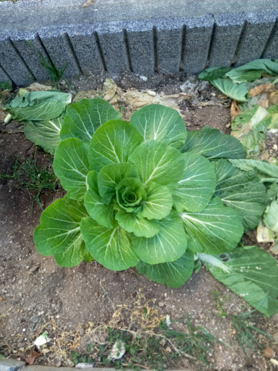自宅の庭の家庭菜園で、白菜を育てています。今年はこの写真のように、白菜の葉が巻かないです。 原因がわかる方いたら教えていただけませんか？よろしくお願いします