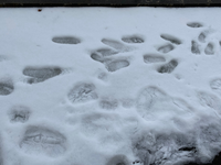 今朝、庭の雪の上に足跡のような形がありました！
家族は誰も庭を歩いて無いので怖いです…
奥の足跡は写真を撮るために私が歩いた靴跡です。手前の足跡が人のものか見てもらいたいです。 野生動物だとしたらマンモス級です汗
野生動物が出る地域じゃないので可能性はゼロだと思うけど…
補足としては上に屋根があり、雪が落ちた跡かな？とも…
なんだと思われますか？