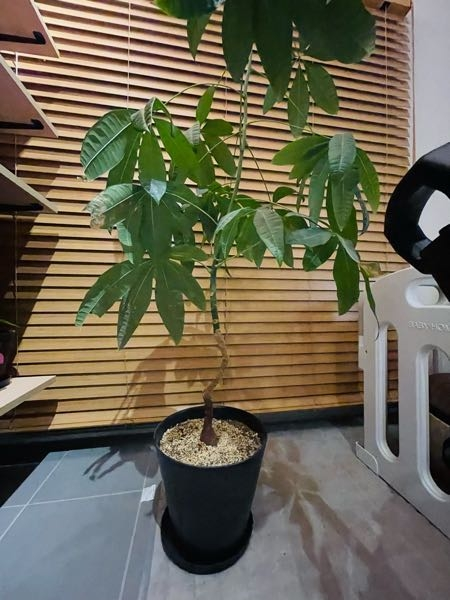 このパキラの幹を太くするにはどうしたらいいでしょうか？？ - Yahoo