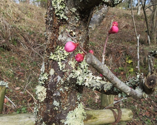 老木の梅の木には苔のような白っぽい物が木にたくさん張り付いていまし
