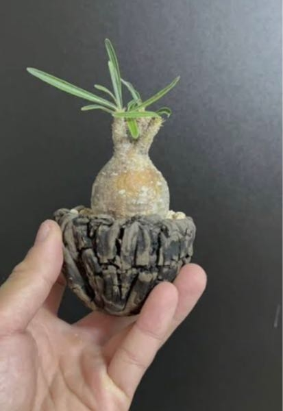 パキポディウムグラキリスの現地球を初めてオンラインで購入しました