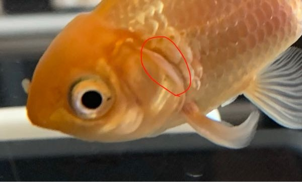うちの金魚です。 飼いはじめてから 2年ほど経つのですが、 エラに膜がかかっているような透明のものがついており、以前よりもっと目立つようになりました。 これは異常なのでしょうか？