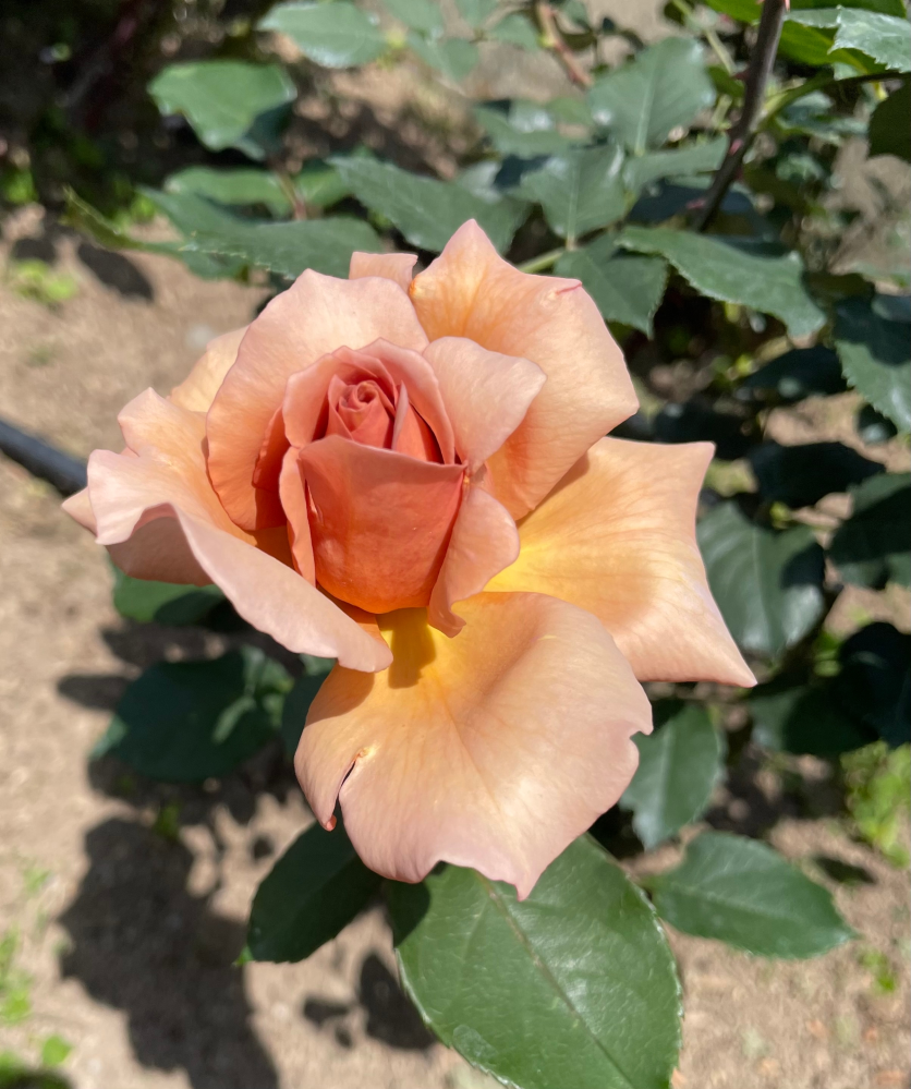 この薔薇の名前を教えてください！