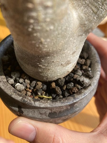 パキポディウムイノピナツムの根 根っこが化粧石まで上がってきました。 今年植替えた方がよいでしょうか？ 全体的に化粧石あたりまで根がきてます。 よろしくお願いいたします。