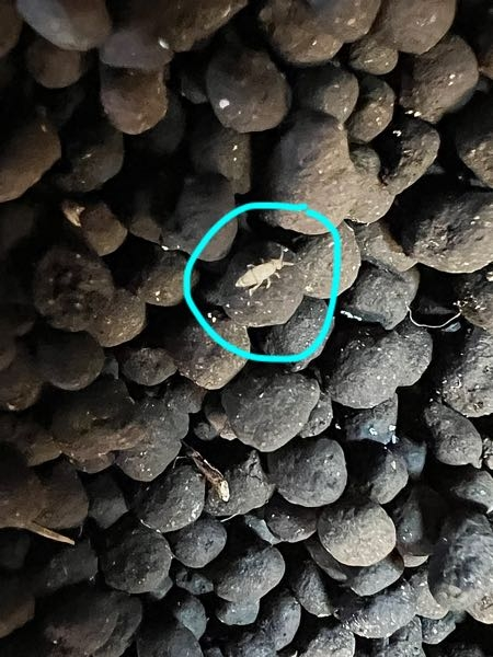 飼っている爬虫類のケージの中に観葉植物の鉢を入れているのですが、小さな虫が発生しています。 サイズは1mmくらいなのですが、これが何の虫かわかる方はいらっしゃいますでしょうか？ 最初に見かけた時から数ヶ月は経っていますが、部屋に飛ぶ虫がいるということはないので、コバエなどではなさそうです。