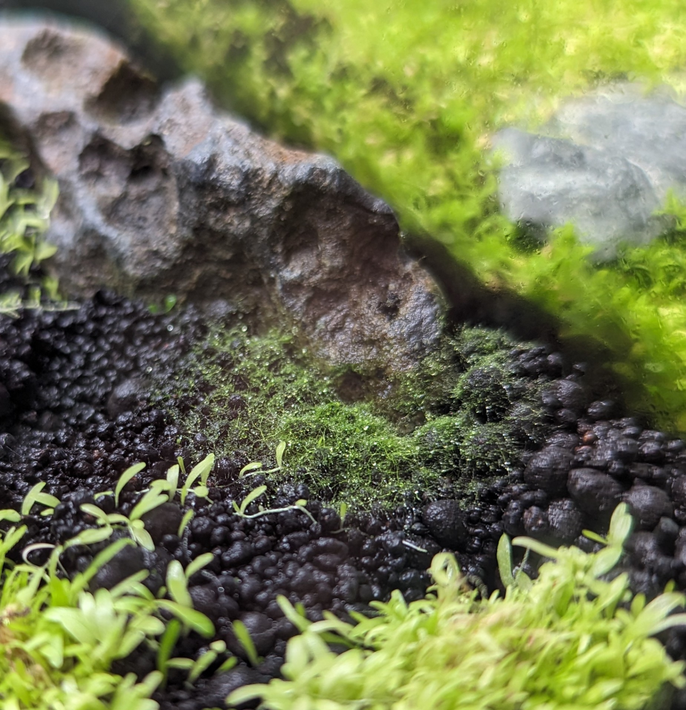 ミスト式ウォーターローン水槽に緑色の苔？がはえました。 ①植えてから1ヶ月半のウォーターローン水槽に、緑色の苔？カビ？がはえています。(写真1枚目) ②石のところにも謎の、小さい双葉の芽がでてるのですが、これも苔でしょうか？ これは、このまま放っておいてもよいのでしょうか。 オキシドールをかけたら、ソイルやウォーターローンに悪影響ですか？