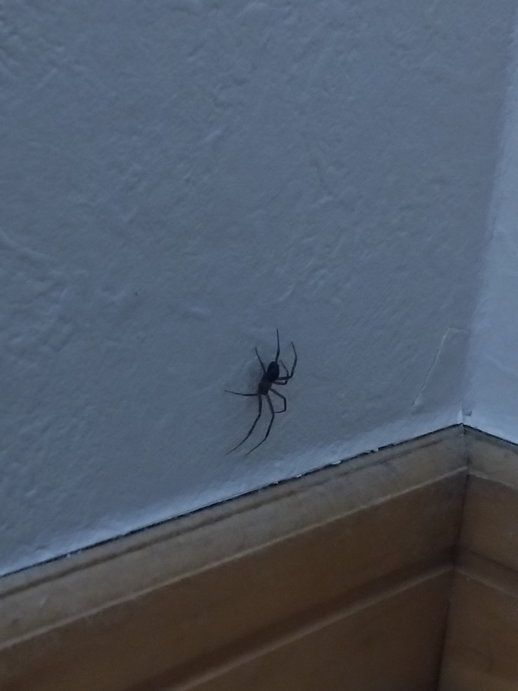 この蜘蛛はなんという名前でしょうか？ 写真だとわかりづらいですが全身薄茶色でお腹だけ真っ黒です