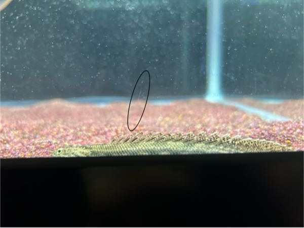 1日前から背鰭の一部が半透明で少し溶けており、丸で囲っている水カビ？のようなものがついています。 これは水カビ病でしょうか。この程度ならこまめに水換えで治療出来ますか。