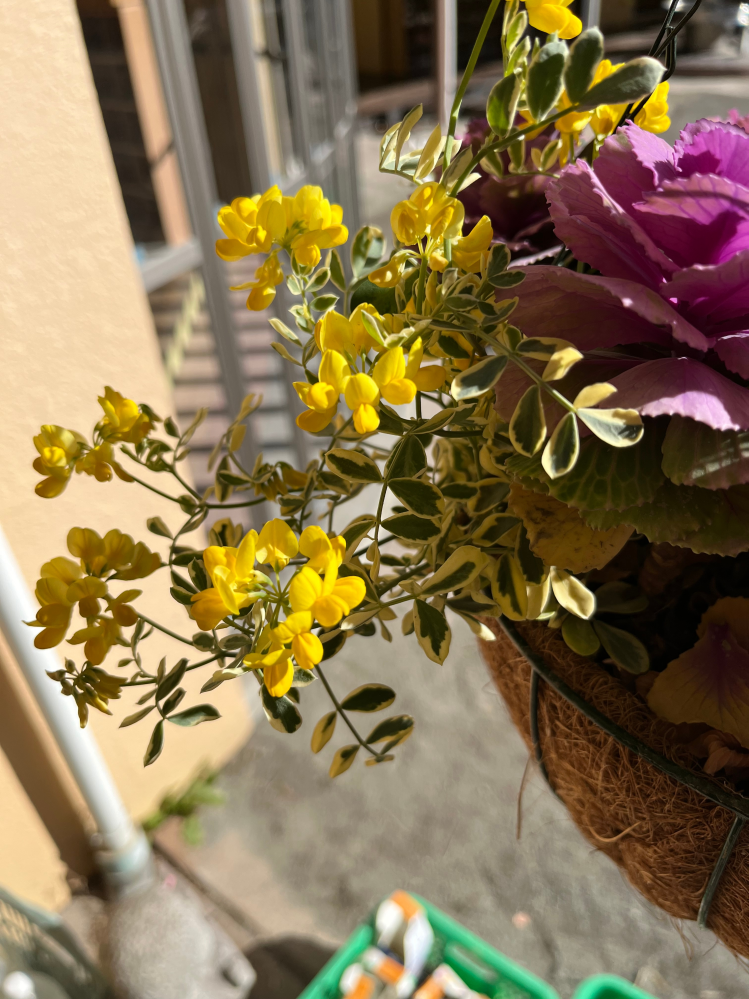 この黄色い花は何ていう種類の花ですか？
