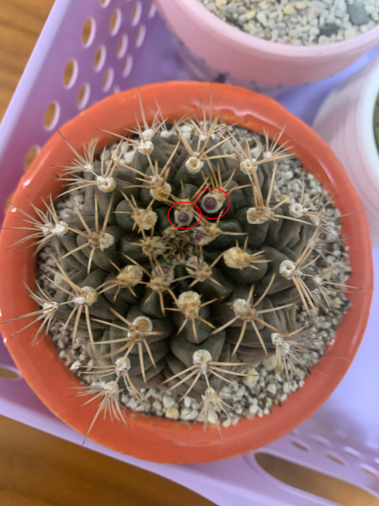 どなたか？この、植物の名前をご存知ですか？コーデックスを数個、先般、... - Yahoo!知恵袋