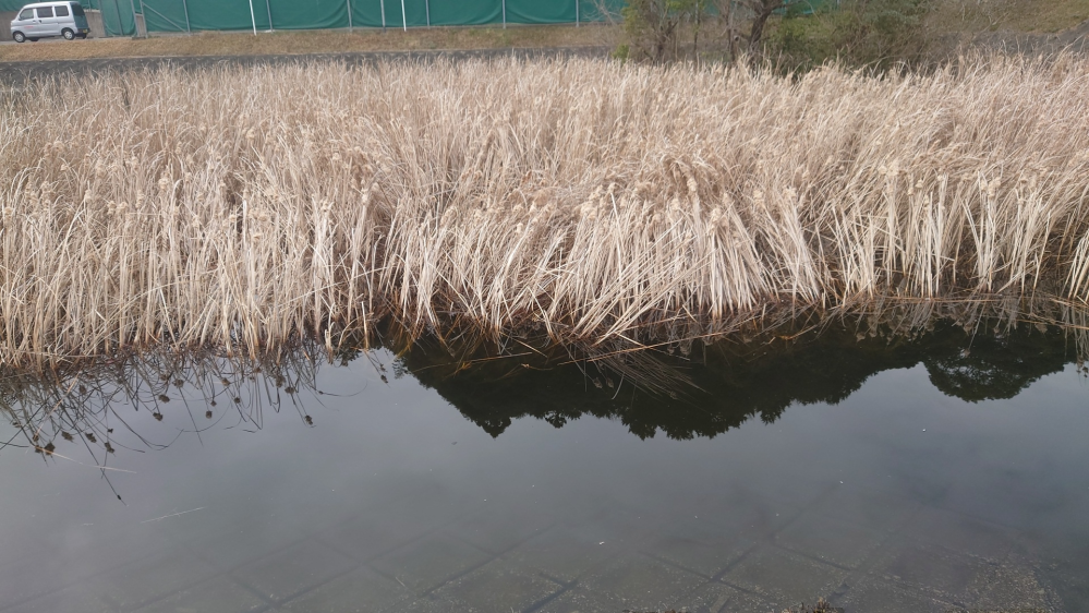 水彩画「池の雑草取り」 水彩画「池の雑草取り」