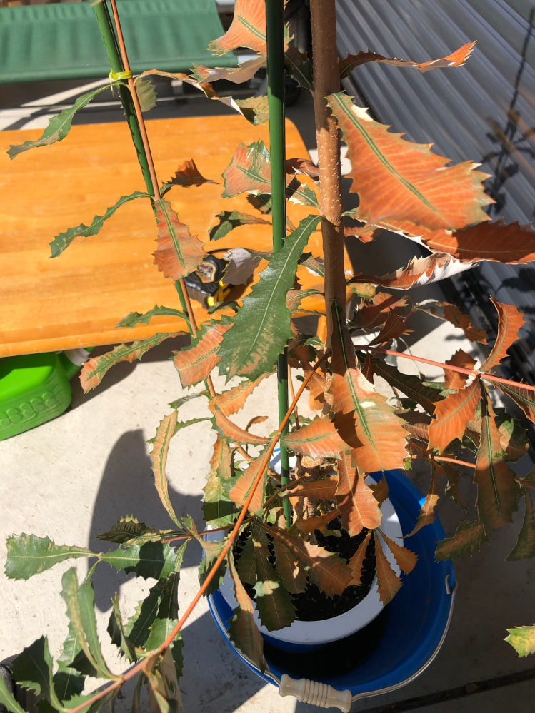 バンクシアについて質問です。写真のように根元の方の葉から茶色くなっ