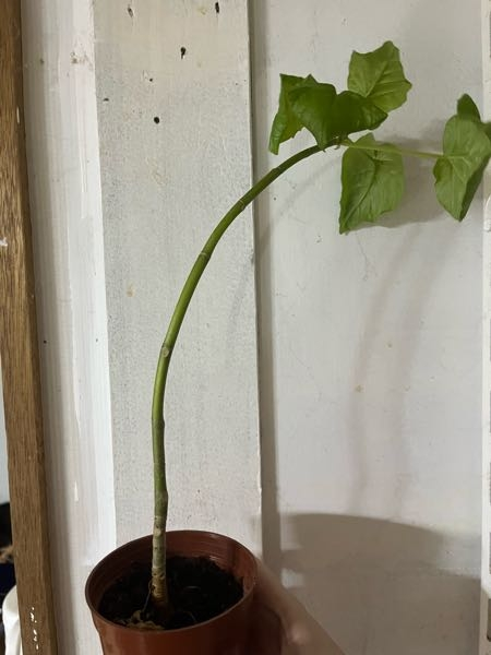 うちで育てている観葉植物、フィカスウンベラータ？なんですが