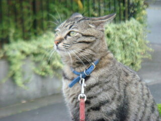 かっこいい猫ちゃんの写真下さい 私はこれです これは 有り Yahoo 知恵袋