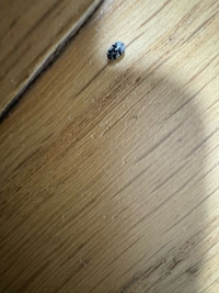 たまに部屋の床にいるのですが何の虫でしょうか
見つけ次第捕まえていますが何か害がありますか

結構小さいです。 
