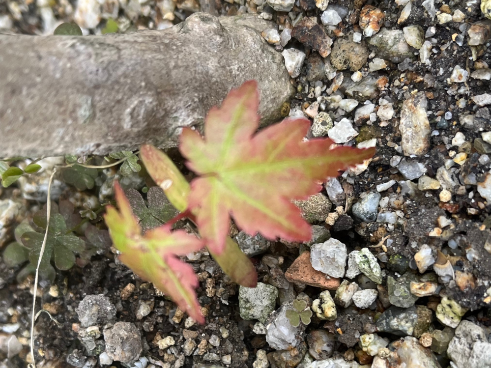 これは紅葉ですか？植えても無いのに庭に生えて来ました。雑草かと思い引き抜こう... - Yahoo!知恵袋