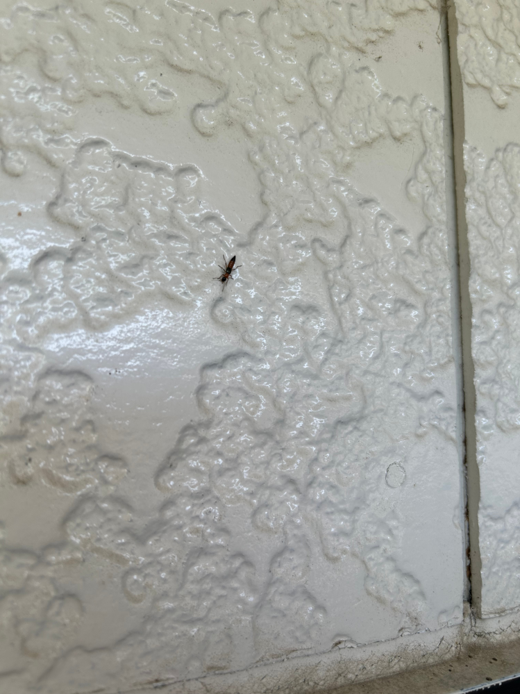 至急回答お願いします！ ベランダの壁に変な蟻？みたいなやつがいるんですがこれはなんですか？ 黒と赤のボディをした蟻なんて見たことなくて 毒とかあります？