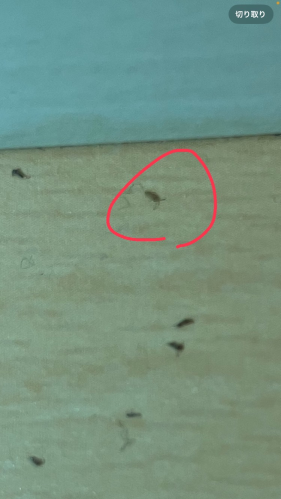 小さい虫が数十匹出ていますが どのような虫なのかわからず困っております。 写真が不鮮明ですがどなたかわかりますでしょうか？