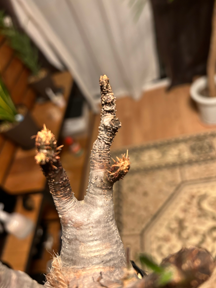 グラキリス 発根管理中