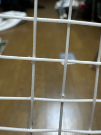 至急です。明日試合があるのですがガットがこうなっています
