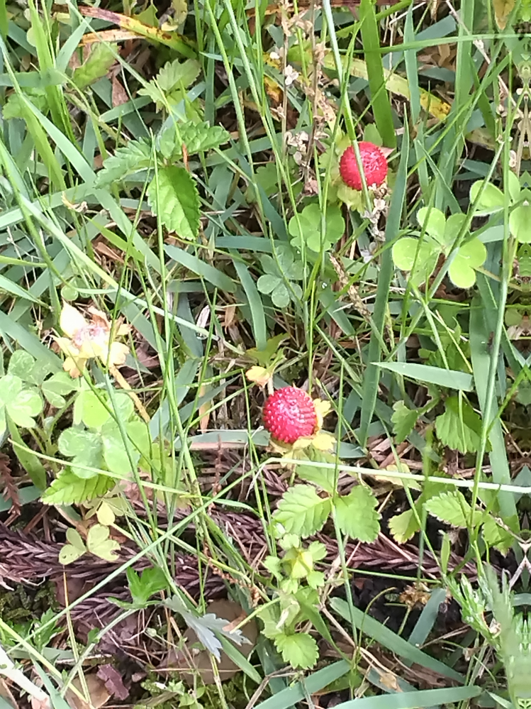 道路脇の雑草の中に、直径１センチほどの赤く丸い実をつけている植物を見つけました。何という植物(雑草？)かわかる方教えてください。毒性はありますか？