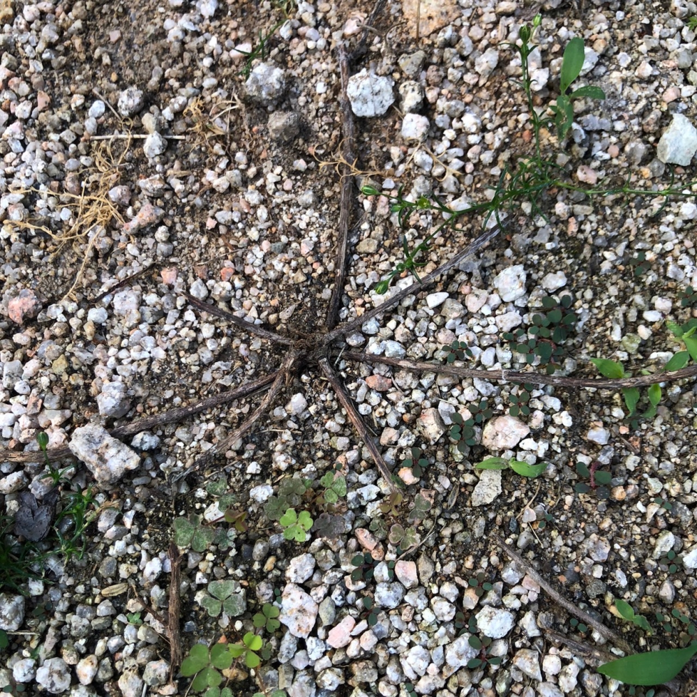 この植物の名前は何でしょうか？ 画像が分かりにくいのですが... 蜘蛛のように根？が地面をはっています。 1つだけではなくいくつも生えています。