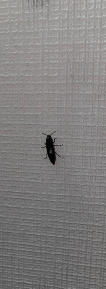 最近家の中で良く見かけます。 この虫はなんですか。