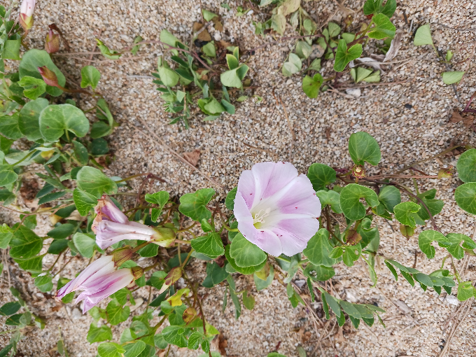 海岸の砂浜にたくさん咲いていたのですが、この花の名前が分かる方いらっしゃいますか？