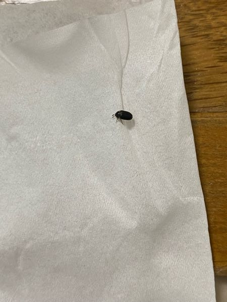 この虫は何ですか？ゴキブリの赤ちゃんかどうか教えてほしいです。