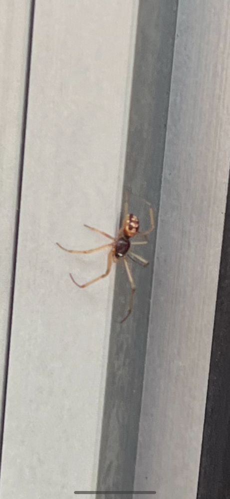 この蜘蛛はなんていう蜘蛛ですか？