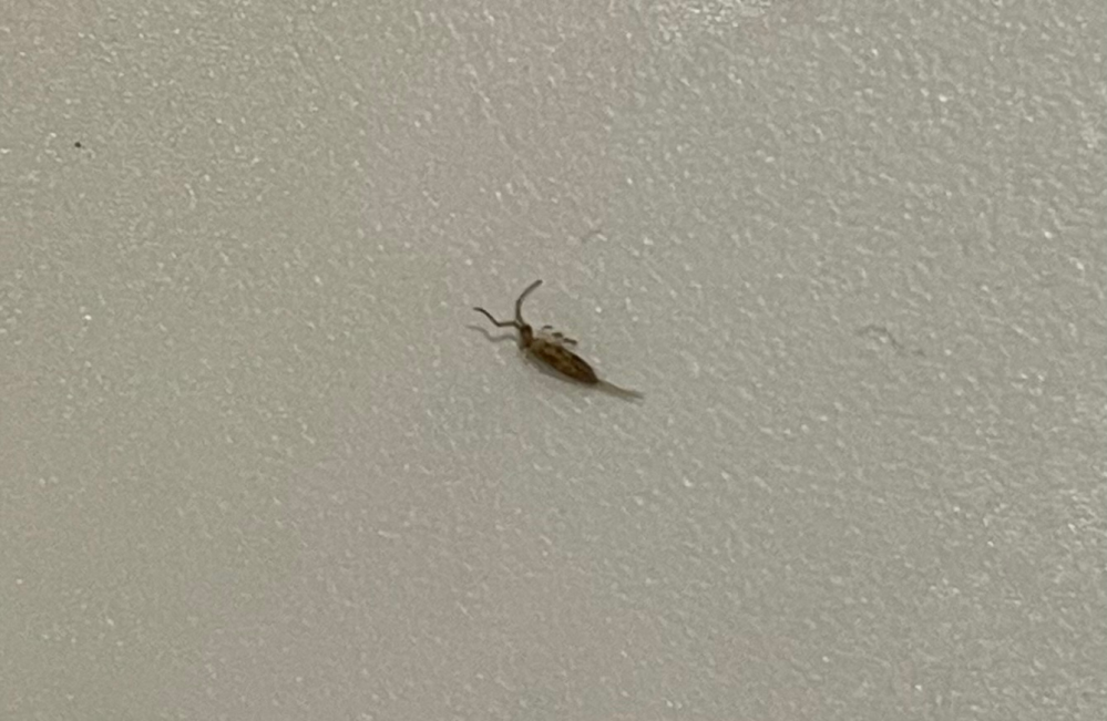 昆虫について質問です。 この虫はトビムシ？の赤ちゃんでしょうか？ 大きさは、2、3m程です。 捕まえようとしたら、ぴょんっと少し飛びました。 お詳しい方、回答お願い致します！