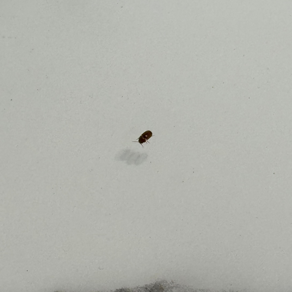 この虫なんですか！？！？ リビングのダイニングテーブルにいました。 恐怖です。ゴキブリですか？