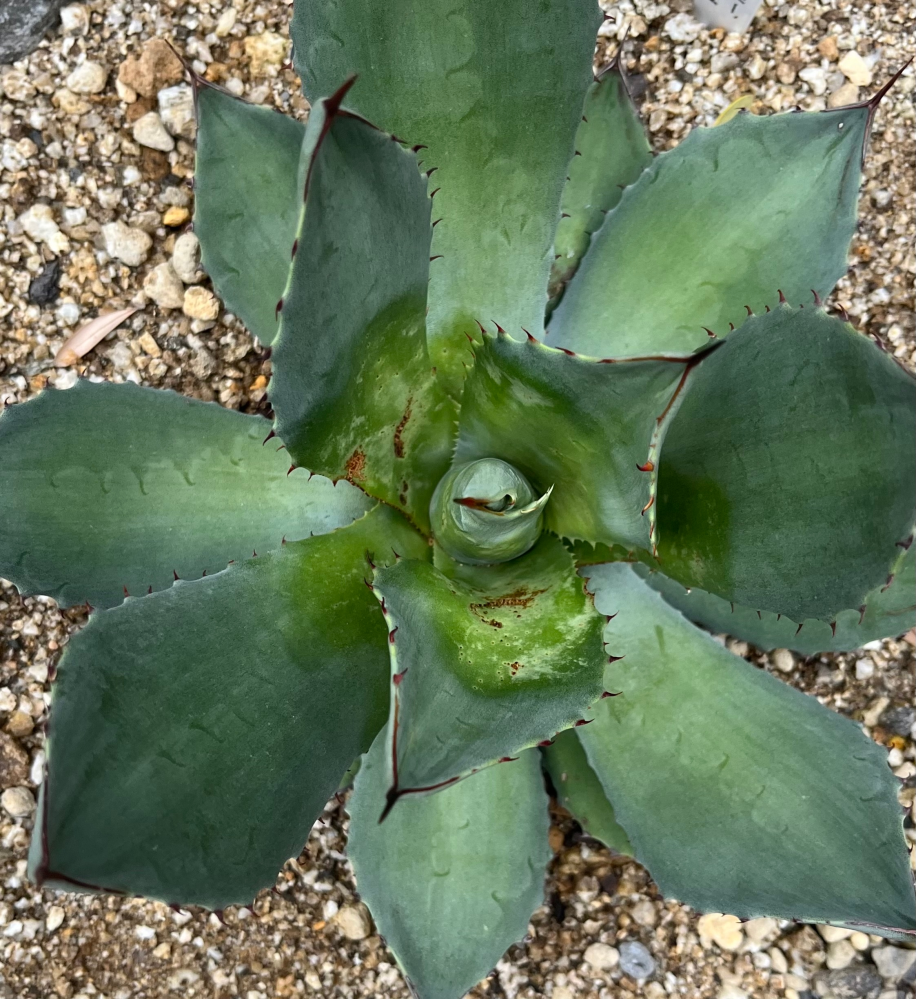 先日、アガベオリザバを購入しましたが、本当にオリザバなのか？子株の