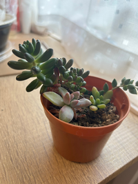 この多肉植物の名前を教えてください。(写真の一番大きいやつ この多肉植物の名前を教えてください。(写真の一番大きいやつ