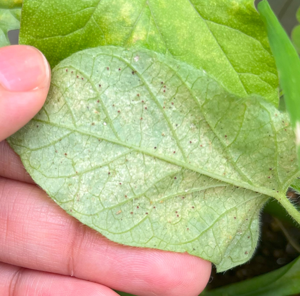 アサガオの葉の裏に赤い小さな虫？のようなものが沢山ついています。 サイズ的にはコショウとか砂粒ぐらい小さいのですが、ティッシュでふき取っても次の日にはまたついてしまいます。アブラムシとかより小さいです。 葉ダニかな？と思って検索をしましたが、葉ダニよりももう少し小さいように見えます。葉ダニの赤ちゃんかな？ これの正体はなんですか？ また、このまま放置したらアサガオに良くないでしょうか 宜しくお願い致します