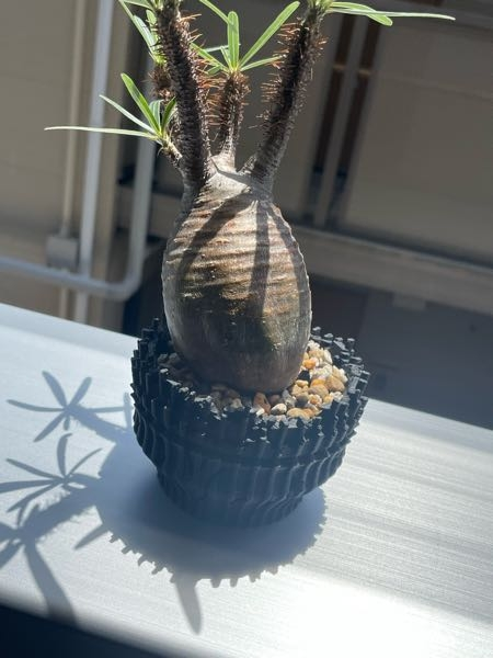 パキポディウムグラキリスの現地球を初めてオンラインで購入しました