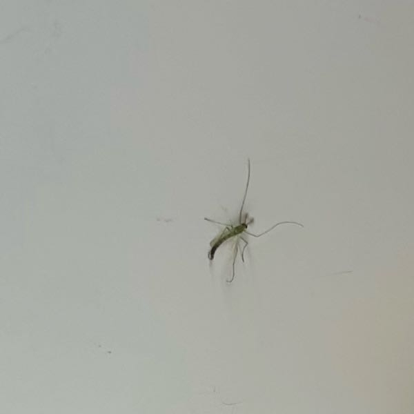 蚊の写真あるので苦手な人は控えてください! 至急、この蚊の種類分かる方いませんか？？結構大きめの蚊だったので気になりました。