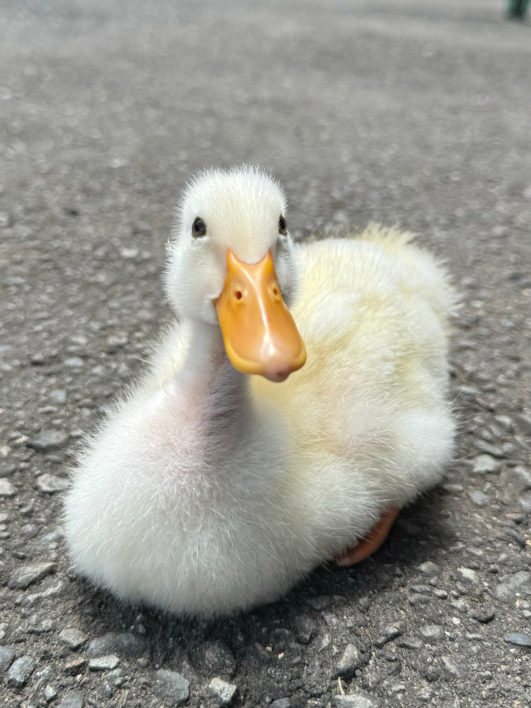 コールダックじゃなく普通のアヒルを飼ってます。1ヶ月前ほどに